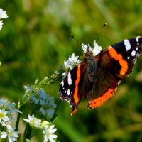 опять про бабочек...42 :: Александр Прокудин