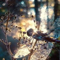 Стрекоза :: Валентина 