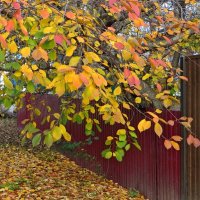 Осенний наряд вишни :: Татьяна Смоляниченко