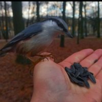 Поползень :: Сапсан 