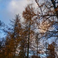 Лиственница :: Сапсан 