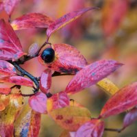 * :: Владимир Безбородов * :: Владимир Безбородов