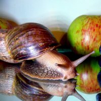 Портрет с фруктами. :: nadyasilyuk Вознюк Портрет с фруктами. :: nadyasilyuk Вознюк