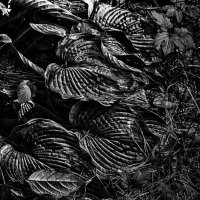 Листья :: SanSan 