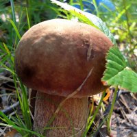 Боровичок. :: nadyasilyuk Вознюк