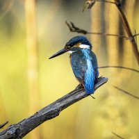 Зимородок обыкновенный. :: Alexander Amromin Зимородок обыкновенный. :: Alexander Amromin