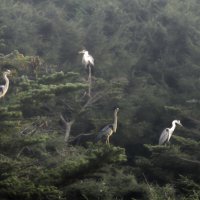 Не знала, что цапли спят на деревьях.. :: ИРЭН@ .