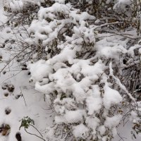 С первым снегом :: Елена Семигина