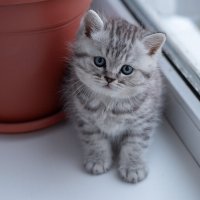 Савелий. :: Андрей Дурапов