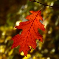 Доброе утро :: Юрий. Шмаков