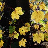 Картинки осени :: Рита Симонова