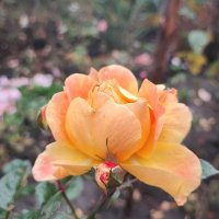 ,,, :: Сергей Тимоновский