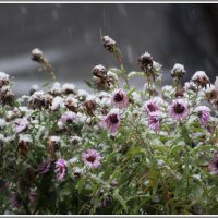 Первый снег. :: Владимир Попов