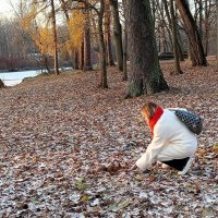 ЦПКиО Прогулка в осеннем парке :: dli1953 