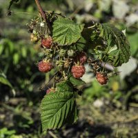 Осенняя малина :: Игорь Сикорский