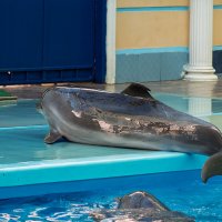 Дельфин :: Игорь Сикорский