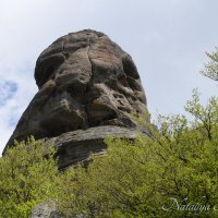 Природа Крыма :: Amazing Cosmea