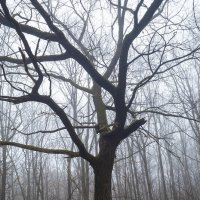 Ветвистое дерево в тумане :: Александр Синдерёв