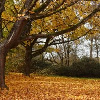 Старые клёны :: Юрий. Шмаков Старые клёны :: Юрий. Шмаков