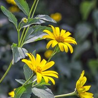 Цветущий топинамбур. :: Светлана Ищенко