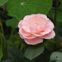 Роза :: Freddy 97