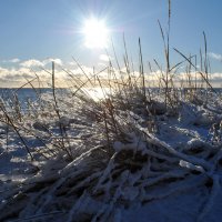 Жизнь дюны. Ноябрь. :: AleksSPb Лесниченко