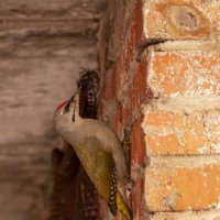 В зеленом наряде .... :: Вадим Басов