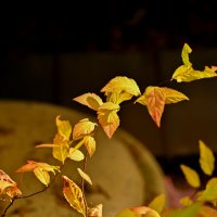 Бабочки :: Вадим 