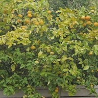 Мандарины :: Аркадий Басович