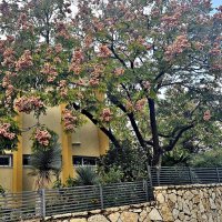 Ноябрьское цветущее дерево :: Аркадий Басович