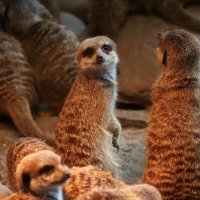 А я люблю фотографироваться... :: Юрий. Шмаков