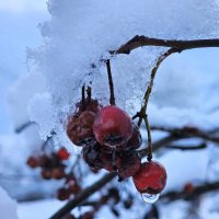 Ягоды под снегом :: Мария Яковлева Ягоды под снегом :: Мария Яковлева