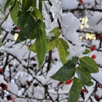 Листья под снегом :: Мария Яковлева