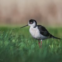 Задумчивый :: Александр К.