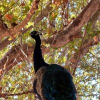 Павлин :: Александр Деревяшкин