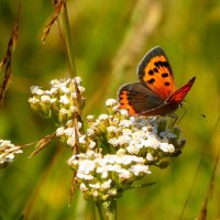 опять про бабочек...48 :: Александр Прокудин опять про бабочек...48 :: Александр Прокудин