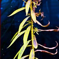 Осень 53 :: Алексей Кузнецов