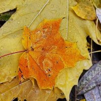 ***символ осени*** :: Olga Oskolkova