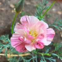 "вспоминая лето..." :: Olga Oskolkova