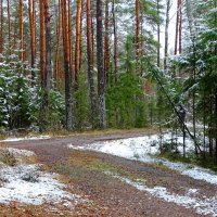 Зима напомнила о себе первым снегопадом. :: Милешкин Владимир Алексеевич 