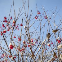 Со светлым днем всех, кто соскучился по солнцу!..заодно и по снегу! ) :: Bosanat Со светлым днем всех, кто соскучился по солнцу!..заодно и по снегу! ) :: Bosanat