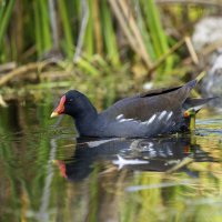 Камышница. :: Alexander Amromin