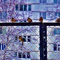 Ноябрь...Воробьишки на заборе! :: Владимир 