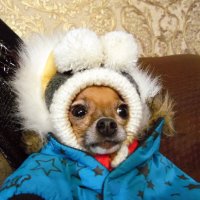 В снежки играть готова. :: nadyasilyuk Вознюк