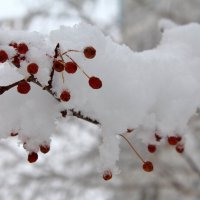Снежные яблочки :: Татьяна Лютаева