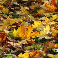 Картинки осени :: Рита Симонова Картинки осени :: Рита Симонова