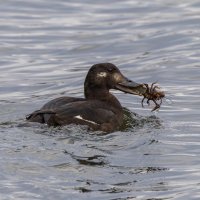 турпан :: юрий макаров турпан :: юрий макаров