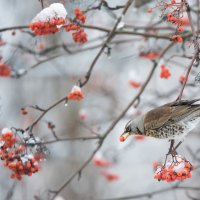 Рябина сладкая. :: Владимир Безбородов