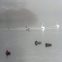 В тумане. :: Владимир Безбородов