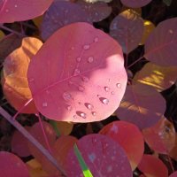 Прекрасный октябрь :: Елена Шаламова Прекрасный октябрь :: Елена Шаламова